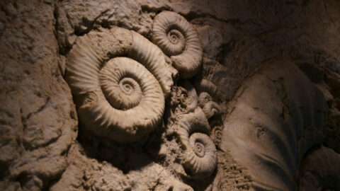 Symbolbild zum Artikel. Der Link öffnet das Bild in einer großen Anzeige.