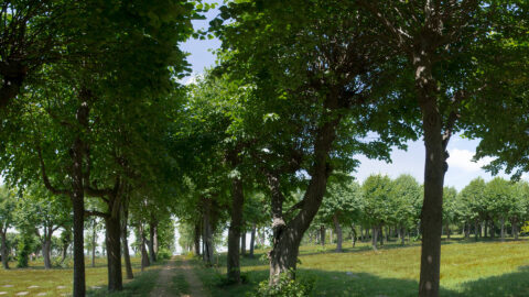 Symbolbild zum Artikel. Der Link öffnet das Bild in einer großen Anzeige.